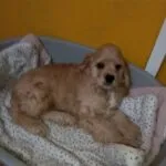 Amerikaanse cocker - barry 11 Een pluizige, lichtbruine puppy ligt op een tegelvloer naast een roze kauwspeeltje in de vorm van een bot. Het beeld is een beetje wazig.