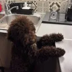Lagotto - kalimera 11