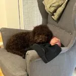 Lagotto - kalimera 10