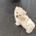 Maltezer - marcel 4 Kleine maltezer puppy zit op de vloer met een persoon in de achtergrond.