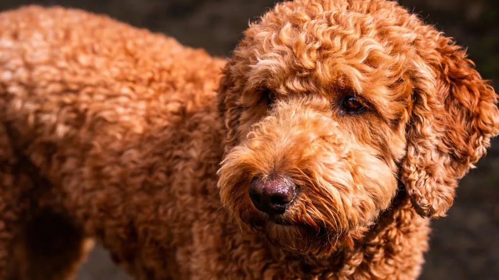 Appearance of the lagotto romagnolo: coat, colors and build explained 8 Curly woolly dense coat