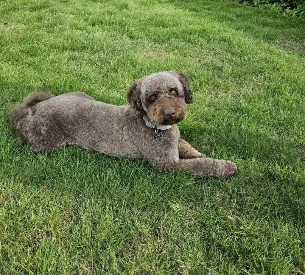 Lieve hond ligt op groen gras bij woefkesranch.