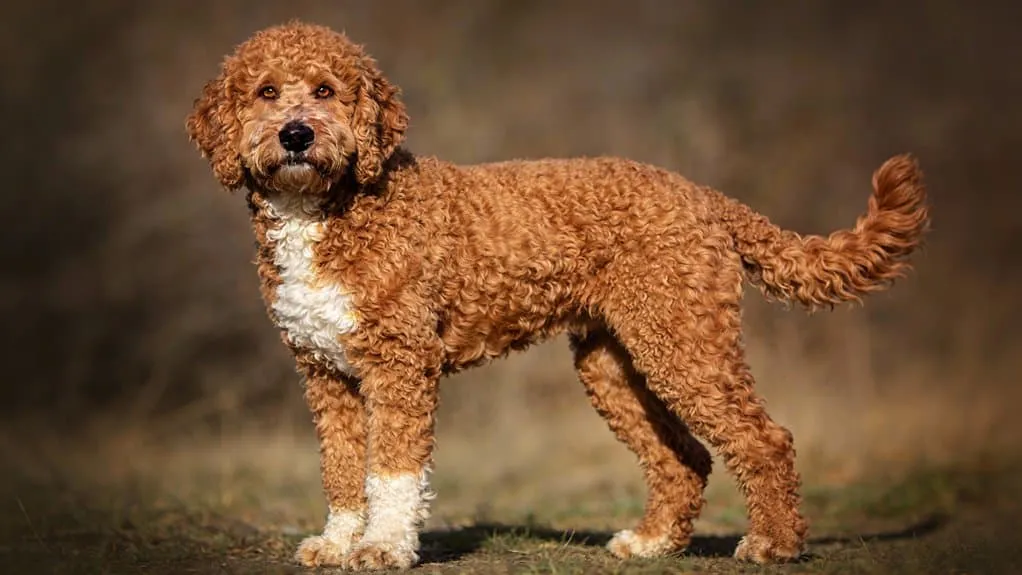 Appearance of the lagotto romagnolo: coat, colors and build explained 1
