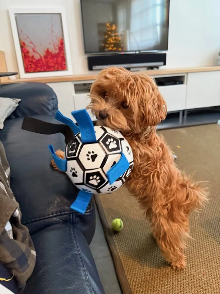 Kan ik een faktuur aanvragen bij aankoop van een hond? 1