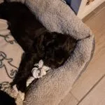 Engelse cocker spaniël - luna 16 Schattige zwarte engelse cocker spaniël puppy rust op een zachte mand.