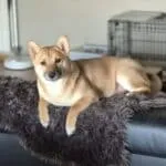 Shiba inu - bo (kampenhout, be) 20 Schattige shiba inu hond bo rust op bank in huis.