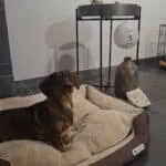 Ruwharige teckel - bo 9 Ruwharige teckel bo rust op zijn comfortabele hondenbed.