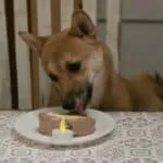 Shiba inu - bo (kampenhout, be) 18 Shiba inu hondje blaast kaarsje uit op verjaardagsgebak.
