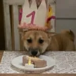Shiba inu - bo (kampenhout, be) 19 Shiba inu met feesthoedje en taart voor eerste verjaardag.