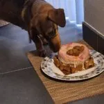 Ruwharige teckel - bo 8 Ruwharige teckel snuffelt aan een hondenkoekje op een bord.