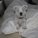 Westy - bo 3 Schattige westy-puppy op bed bij woefkesranch.