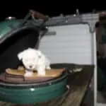 Westy - bo 4 Kleine witte westy puppy op een barbecue in de tuin 's avonds.