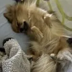Pomeriaan 18 Schattige pomeriaan puppy ligt ontspannen op bed met knuffel.