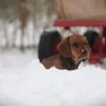 Dwergteckel - tilly 5 Dwergteckel puppy in de sneeuw bij woefkesranch.
