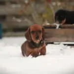 Dwergteckel - tilly 6 Dwergteckel puppy in de sneeuw met andere puppy op achtergrond.