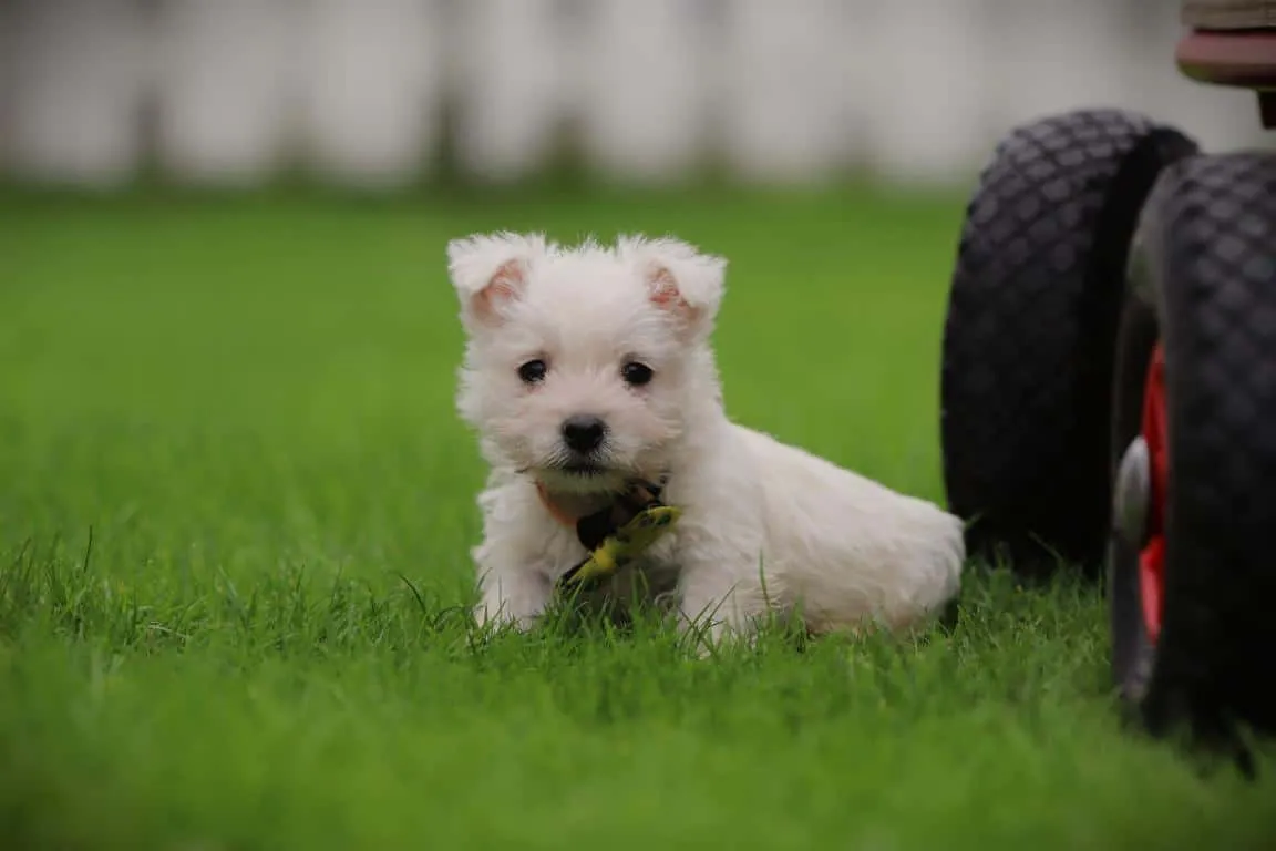 West Highland White Terrier