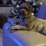 Lagotto romagnolo 9 Labrador retriever voor de kerstboom op de bank.