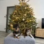 Ruwharige teckel - ozzy 11 Ruwharige teckel ozzy voor een versierde kerstboom.