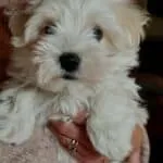 Maltezer - zina 3 Schattige maltezer puppy met witte, zachte vacht en donkere ogen.