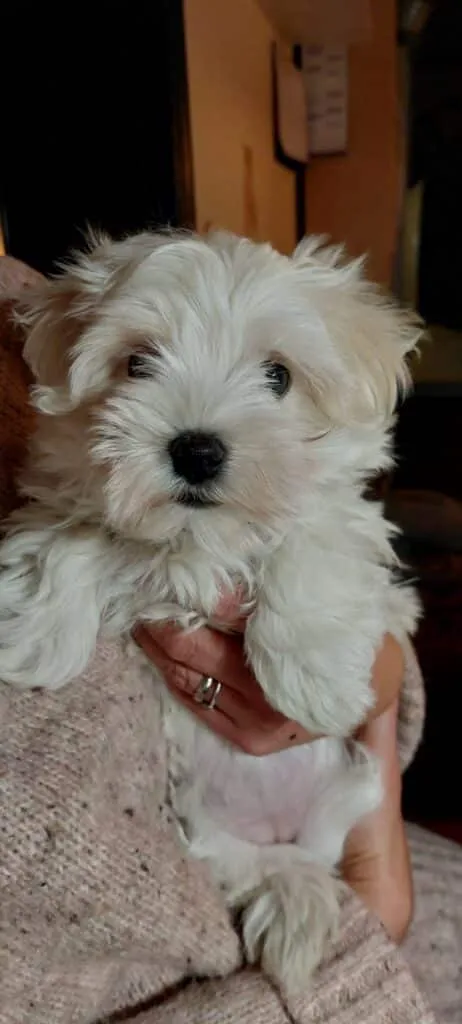 Schattige maltezer puppy met witte, zachte vacht en donkere ogen.