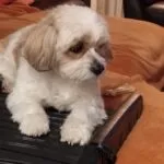 Cavachon - dino 2 Schattige cavachon puppy dino op bank met zachte kleuren en knuffelige uitstraling.