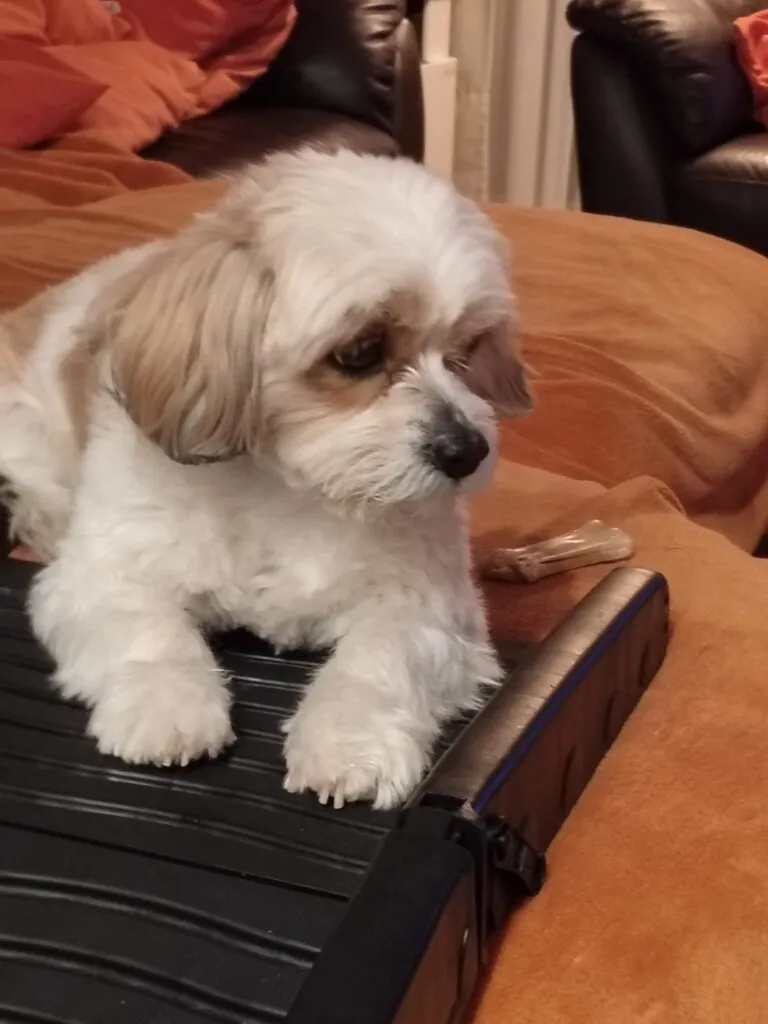 Schattige cavachon puppy dino op bank met zachte kleuren en knuffelige uitstraling.