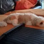 Cavachon - dino 1 Schattige cavachon puppy ligt ontspannen op een bed.