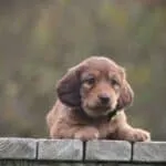 Langharige teckel 23 Schattige langharige teckel puppy op houten rand in natuur.