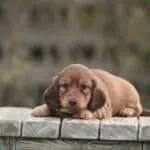 Langharige teckel 24 Schattige langharige teckel puppy ligt op houten platform.