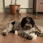 Lagotto romagnolo 8 Schattige lagotto romagnolo puppy ligt op houten vloer binnen.