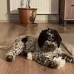 Lagotto romagnolo 9 Schattige lagotto romagnolo puppy ligt op houten vloer binnen.