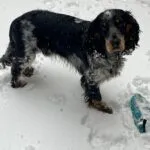 Engelse cocker spaniël - bowie 14 Engelse cocker spaniël in de sneeuw met natte vacht en speelse uitstraling.