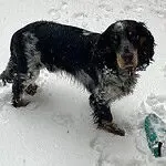 Engelse cocker spaniël - bowie 14 Engelse cocker spaniël in de sneeuw met natte vacht en speelse uitstraling.
