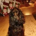 Cocker spaniel anglais - lucy (luxembourg) 8 Cocker spaniel lucy met kerstcadeaus en kerstversiering in huis.