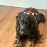 Cocker spaniel anglais - lucy (luxembourg) 9 Schattige cocker spaniel anglais puppy met feestelijk kostuum.