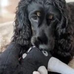 Cocker spaniel anglais - lucy (luxembourg) 10 Schattige zwarte en tan cocker spaniel met gekrulde oren.