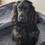 Cocker spaniel anglais - lucy (luxembourg) 11 Schattige zwarte cocker spaniel puppy op een hondenbench.