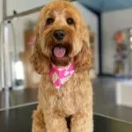 Cockapoo - bijou (west-vlaanderen) 16 Schattige cockapoo bijou met roze bandana op de trimsalon.