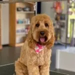 Cockapoo - bijou (west-vlaanderen) 17 Schattige cockapoo bijou op de trimsalon bij woefkesranch.