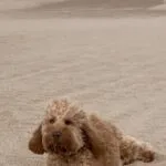 Cockapoo - bijou (west-vlaanderen) 18
