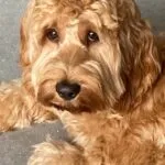 Cockapoo - bijou (west-vlaanderen) 20 Schattige golden retriever puppy met zachte krullende vacht.