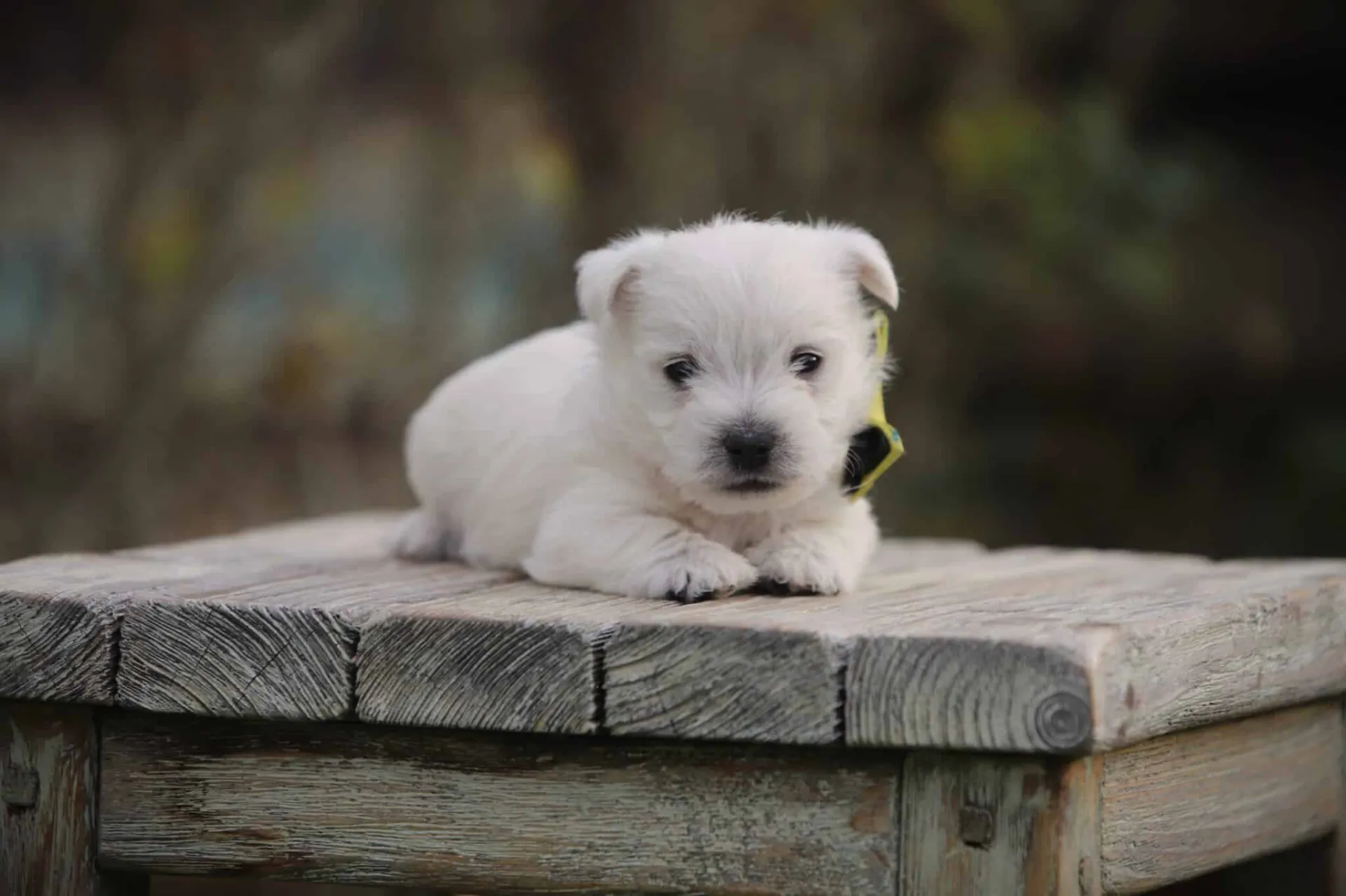 Westie rustig alleen thuis