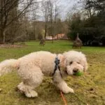 Labradoodle - joost (brussel, be) 14 Labradoodle joost speelt met een groene bal in de tuin.