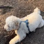 Labradoodle - joost (brussel, be) 13 Labradoodle puppy met blauwe halsband op modderige grond.
