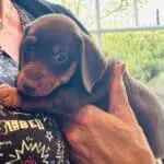 Teckel nain chocolat - archie 13 Schattige chocolade teckel nain puppy archie in de armen van een persoon.
