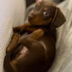 Teckel nain chocolat - archie 15 Schattige teckel puppy in chocoladebruin met grote ogen.
