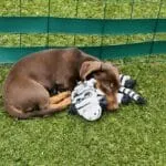 Teckel nain chocolat - archie 16 Schattige teckel puppy rust op gras met knuffel.