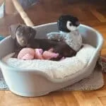 Teckel nain chocolat - archie 17 Schattige teckel puppy in een hondenmand met knuffel en dekentje.
