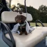Teckel nain chocolat - archie 18 Chocolade teckel puppy op golfwagen met groene achtergrond.