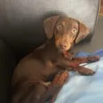 Teckel nain chocolat - archie 19 Schattige teckel nain chocolade puppy ligt op de bank.
